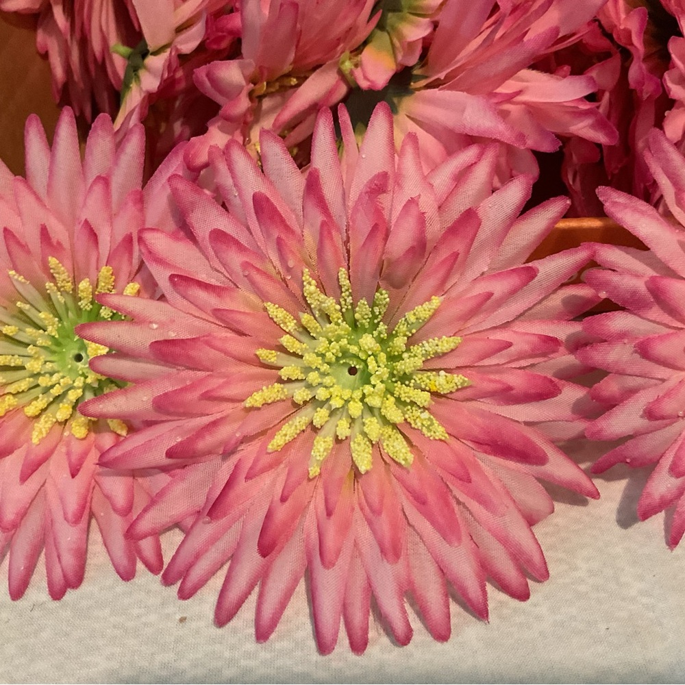 (48) Total, 5” Wide Pink DAISY with Hot Pink tipped edges Stemless flowers.